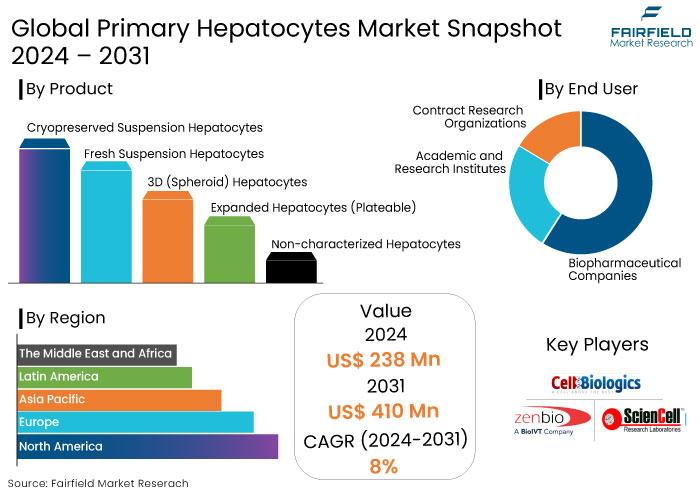 Primary Hepatocytes Market Size, Trends, Analysis [2031]