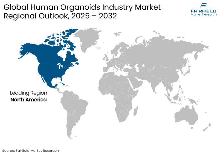 Human Organoids Industry Market Regional Outlook, 2025 - 2032